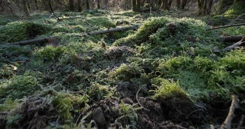 Mit grünen Moosen bewachsener Waldboden, Nord-Zentralfrankreich.