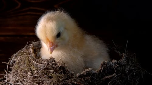 Tiny Yellow Chick Resting Peacefully in Nest