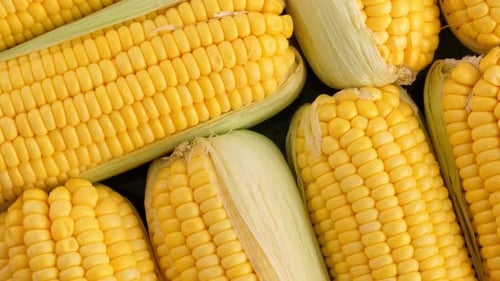 Fresh Corn Cobs Zoom Out