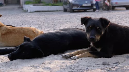 Rudel obdachloser Hunde liegt auf der Straße. Vier Wachhunde auf dem Parkplatz