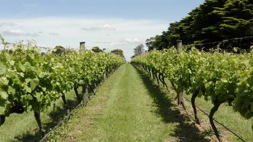 AERIAL Flying Low Between Rows Of Grapevines At Vineyard On Sunny Day