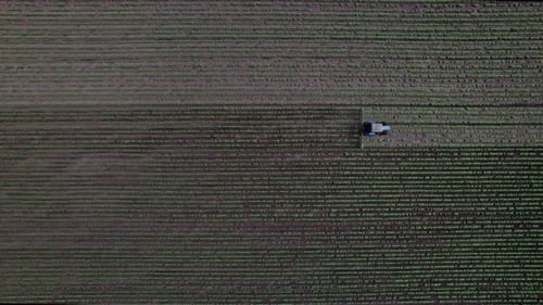 Agricultural Small Tractor in the Field