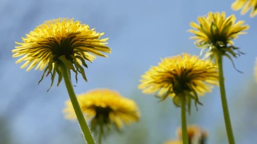 Beautiful Taraxacum flower field natural background 4K 3840X2160 UHD footage - Lot of yellow dandeli