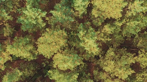 Aerial View Of Green Forest Landscape