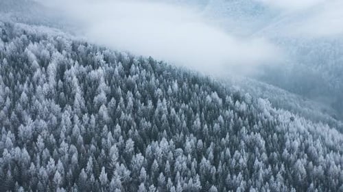 Flight Over a Fabulous Snowcovered Forest on the Slopes of the Mountains