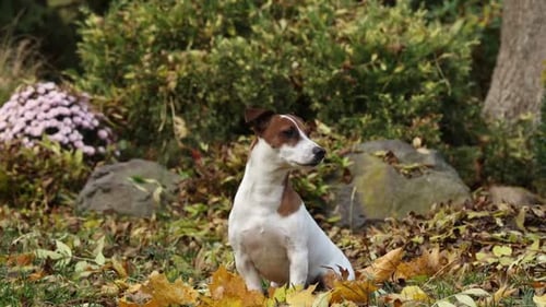 Jack Russell Terrier dog sits in autumn season garden