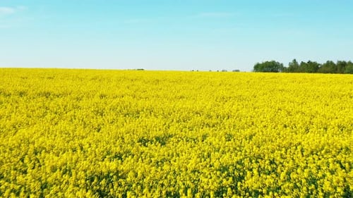 Flight Aerial View Of Agricultural Landscape With Flowering Blooming Rapeseed Oilseed In Field