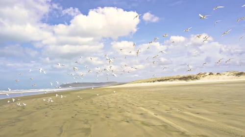 Bird Flock of Seagulls over Ocean Beach
