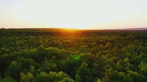 forêt au coucher du soleil