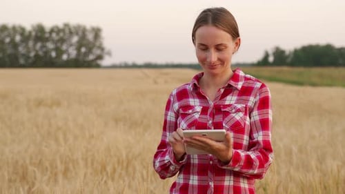 Woman Using Tablet in Wheat Field
