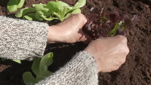 Hands Planting Lettuce Seedling in Garden Soil