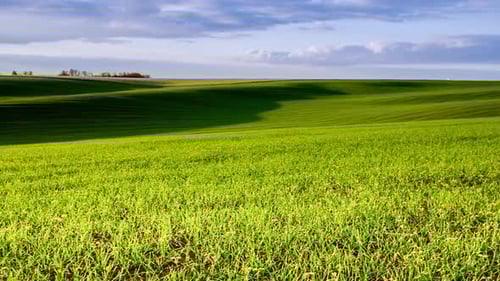 Natural Wheat Field Camera Movement to the Side