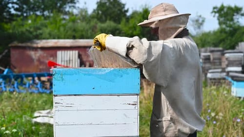 Beekeeper Inspecting Beehive on Sunny Day