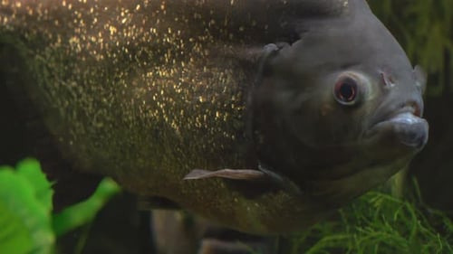 Fische