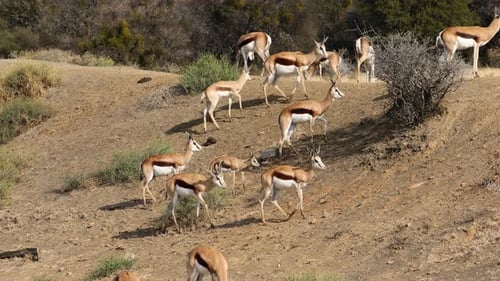 Herd of Springbok Grazing on African Savannah