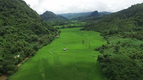 Green Rice Fields