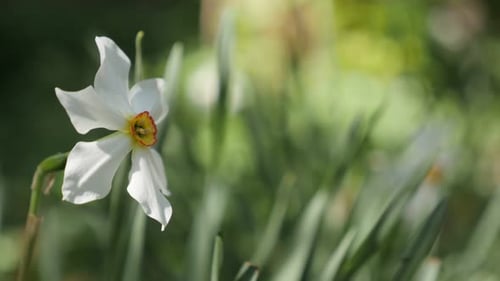 Shallow DOF Narcissus poeticus beautiful garden flower 4K 2160p 30fps UltraHD footage - White and y