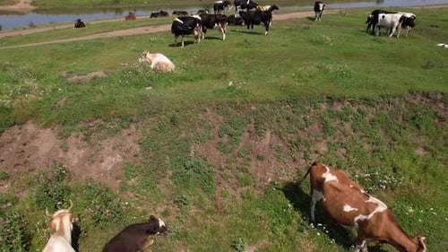 Aerial Drone Shot of Cows Grazing on Pasture Landscape