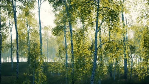 Panorama of Birch Forest with Sunlight