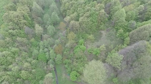 Little Creek and Green Forest