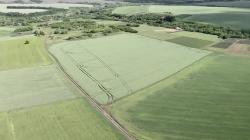 Aerial view on green wheat field in countryside. Agronomy