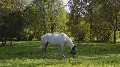 Pferd weidet auf der Wiese