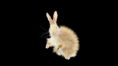 Fluffy Rabbit Animated Hopping and Waving with Alpha Channel