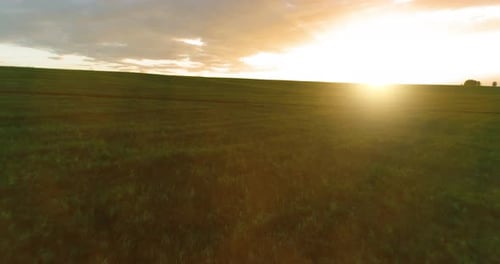 Flight Above Rural Summer Landscape with Endless Yellow Field at Sunny Summer Evening
