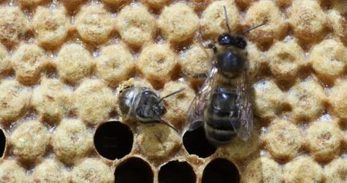 |European Honey Bee, apis mellifera, Emergence of Bee, Bee Hive in Normandy, Real Time 4K