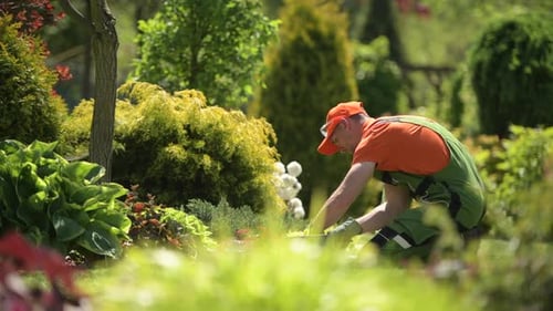 Caucasian Gardener Taking Care of His Garden.