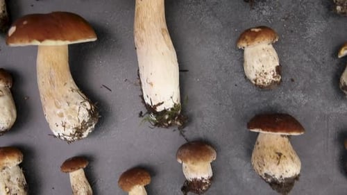 Brown and White Mushrooms on Gray Surface