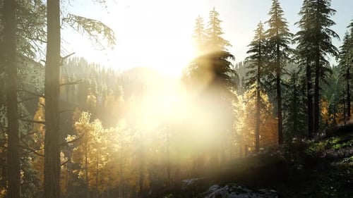Sun Shining Through Pine Trees in Mountain Forest