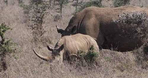 Rhinocéros blanc, ceratotherium simum, mère et veau, parc de Nairobi au Kenya, 4K en temps réel