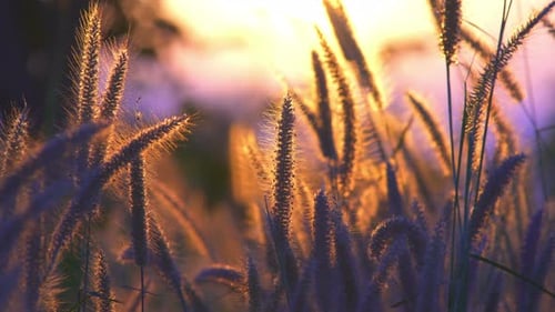 Sun Shining Through a Field of Grasses