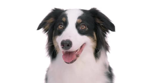 Happy Dog Close-up on White Background
