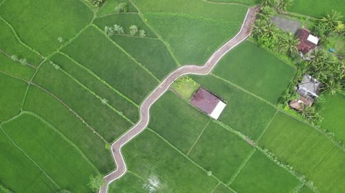 Luftlandwirtschaft auf Reisfeldern