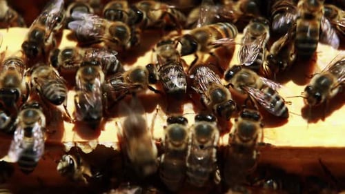 Gros plan du cadre d'abeilles mellifères recouvert d'abeilles