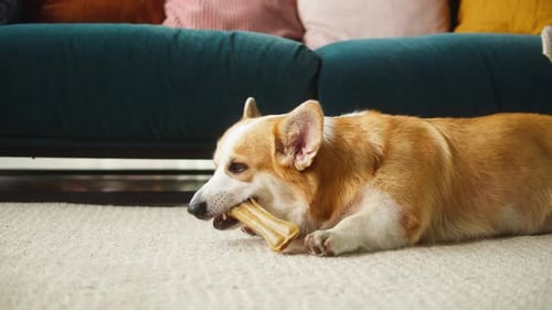Happy Corgi Dog Chewing on a Bone