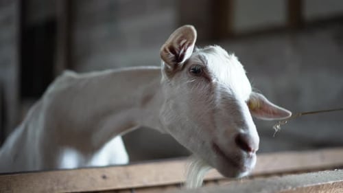 White Goat Eating Hay at Farm