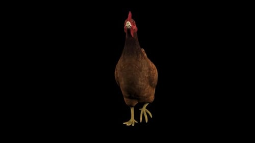Chicken Run Vorderansicht