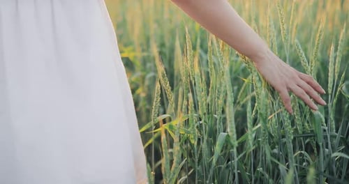 Hand Gently Touching Wheat in Golden Field