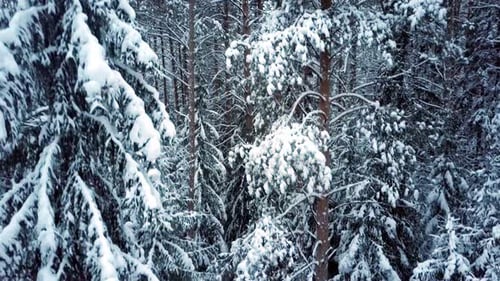 Coniferous Trees Filling Wild Park Covered with Snow