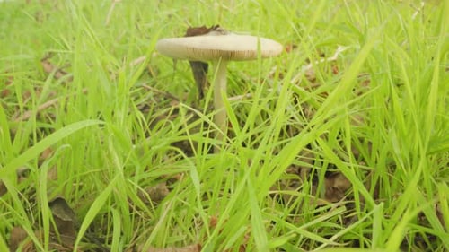 Mushroom Growing in Bright Long Grass on Big Meadow