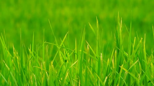 Fond de champ vert en vue rapprochée