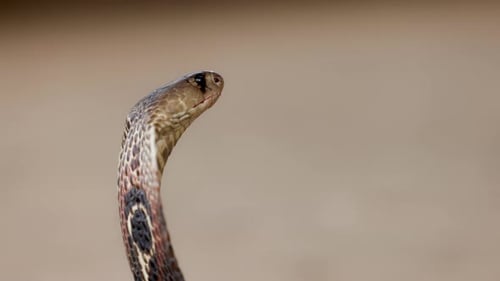 Indian Spectacled Cobra Snake Venomous with Its Hood Lat