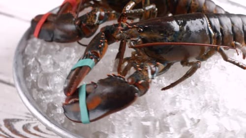 Homards crus aux griffes attachées.