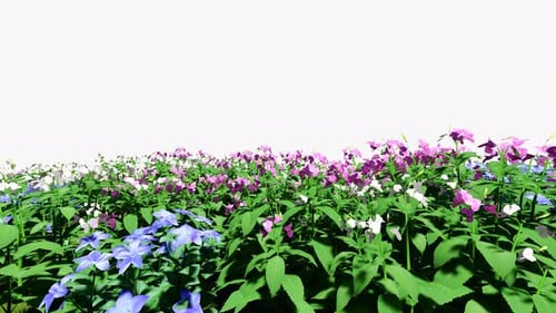 Beautiful Flower Field