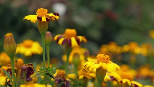 Gelbe Ringelblumenblüten wachsen im Garten