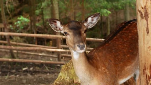 Wild roe deer walk through the forest. Like a roe deer, a beautiful wild animal lives in the forest