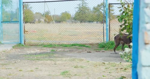 Brown Smoothhaired Dog with Cropped Tail Runs Nervously Back and Forth Tied with Collar to Chain in